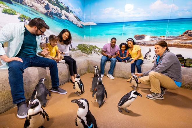 Penguin encounter at The Newport Aquarium